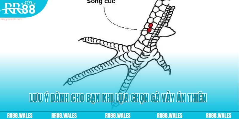 vnd555 xổ số khánh hòa